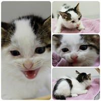 子猫ちゃんの里親募集のお知らせ
