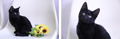 子猫さん里親募集！