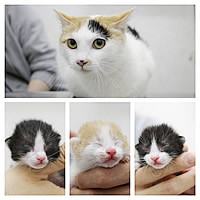 親子猫ちゃんたちの里親さん募集中！